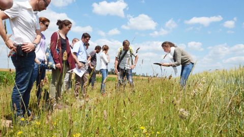La biodiversité, comme ici avec l’étude des bordures de champs, représente un des quatre axes de la certification HVE.